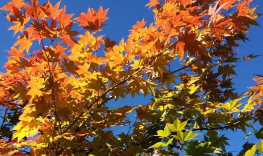 IN THE SPOTLIGHT . . . Acer japonicum ‘Mai Kujaku_featured_image