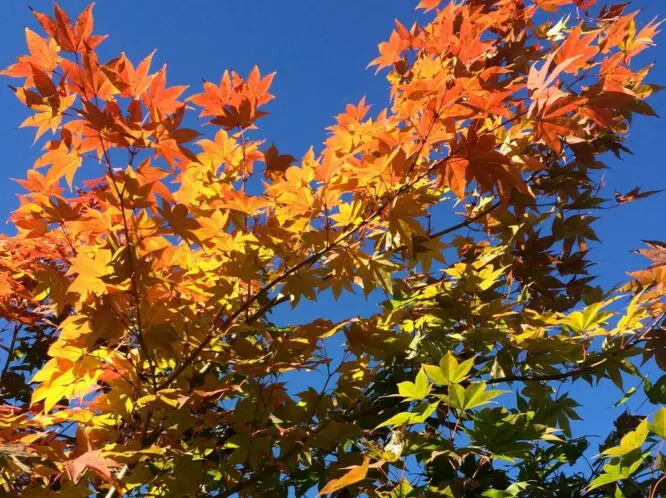 IN THE SPOTLIGHT . . . Acer japonicum ‘Mai Kujaku_featured_image