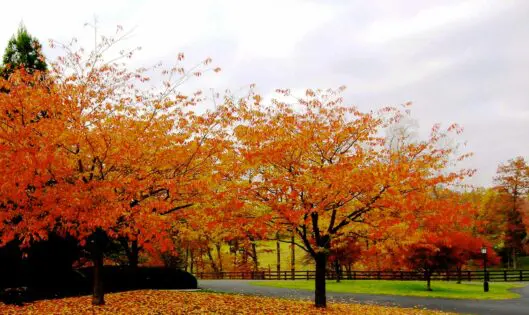 I Like The Fall_featured_image