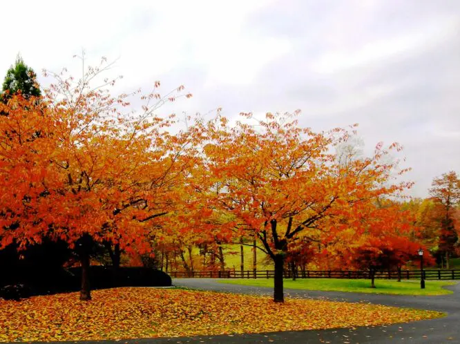 I Like The Fall_featured_image