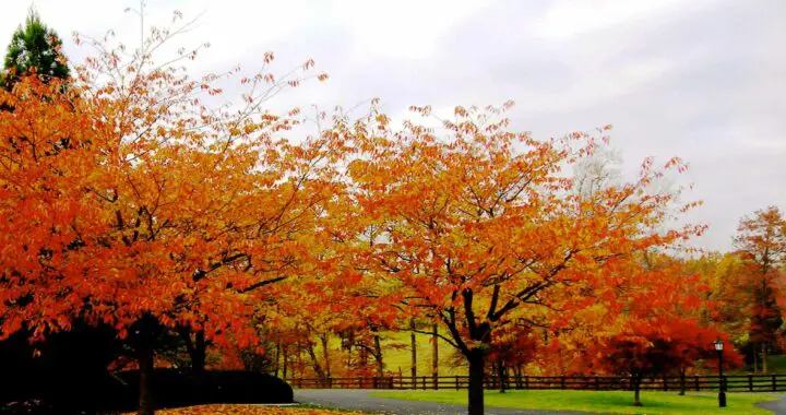 I Like The Fall 18 I Like The Fall 244435316 6497801823570936 929331641317073123 N