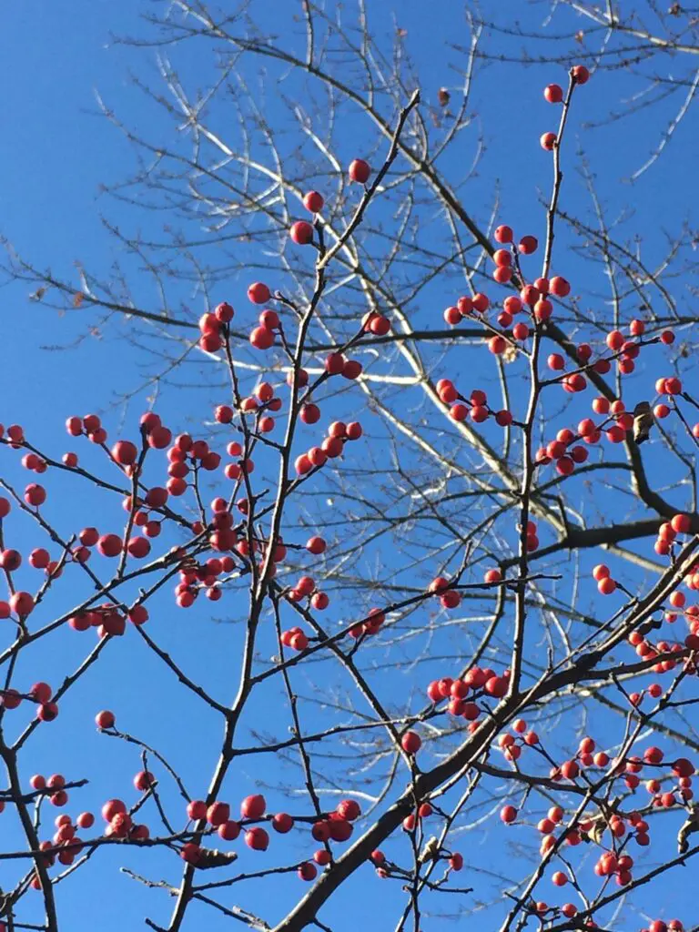 Wishing You Joy On Thanksgiving 4 Wishing You Joy On Thanksgiving 243547560 6492224287462023 7231783020440661440 N