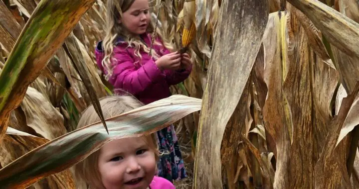 The Wind That Makes Music In November 3 The Wind That Makes Music In November 244250891 6497842846900167 1939740733824628308 N