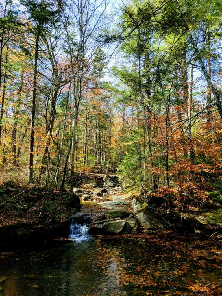 Wishing You Joy On Thanksgiving 3 Wishing You Joy On Thanksgiving 244441944 6492223557462096 9149128904926410970 N