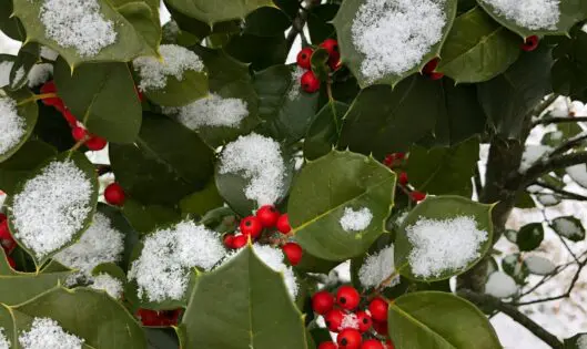 HAPPY HOLLY-DAYS!_featured_image