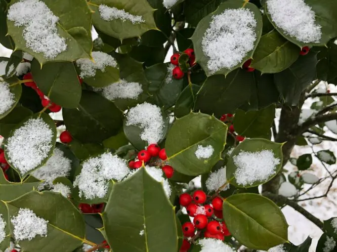 HAPPY HOLLY-DAYS!_featured_image