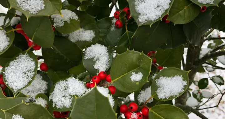 Happy Holly-Days! 247860016 6604229876261463 7552006845002399743 N