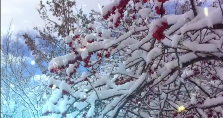 Wishing You Joy 11 Wishing You Joy Screen Shot 2022 01 04 At 10.13.21 Am