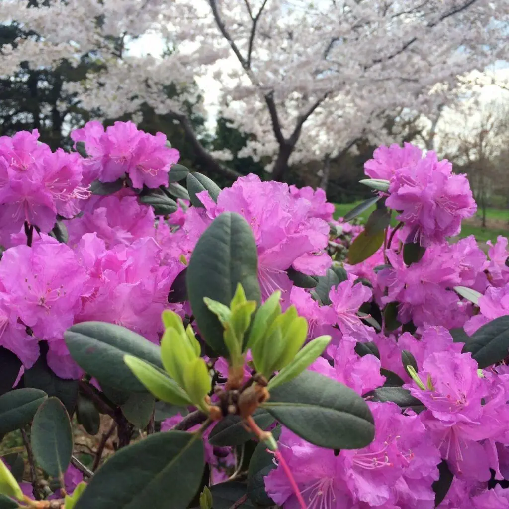 Hope Blooms... 1 Hope Blooms... 272698101 7229507313733713 5722012137059735255 N