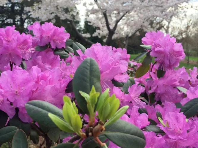 Hope Blooms…_featured_image