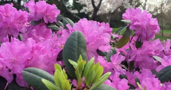 Hope Blooms... 272698101 7229507313733713 5722012137059735255 N