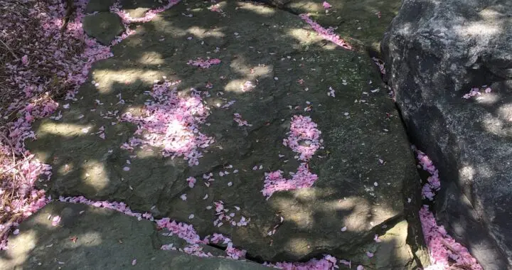 Garden Juxtaposition 5 Garden Juxtaposition 273711467 7300288979988879 7258957386395633564 N