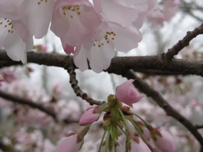 SPRING AWAKENING_featured_image