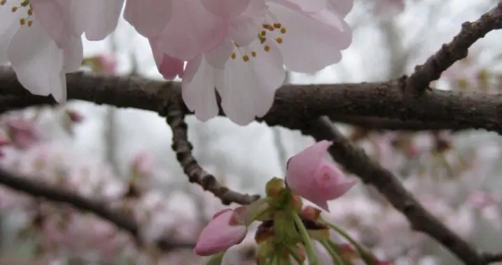 Spring Awakening 14 Spring Awakening 276995972 7502110923140016 4514746074285039435 N