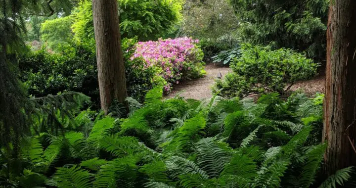 Planning A Garden That Will Last: Plant For Tomorrow 275424971 7440763412608101 2549732814717324067 N