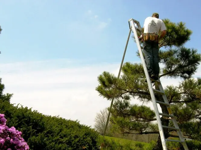 PLANNING A GARDEN THAT WILL LAST: Care for your Garden Investment_featured_image