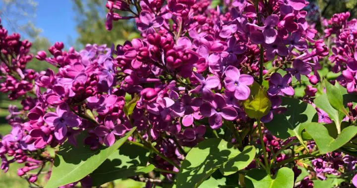 The Lilacs Mother Planted 5 The Lilacs Mother Planted The Lilacs Mother Planted