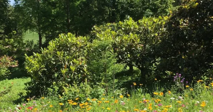 Lessons In A Flower 273633466 7300394696644974 8374700221085223660 N