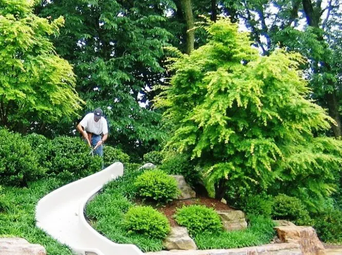 THE PURPOSE OF PRUNING_featured_image
