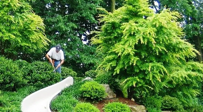 The Purpose Of Pruning 277819364 7534162159934892 1907275132655674618 N