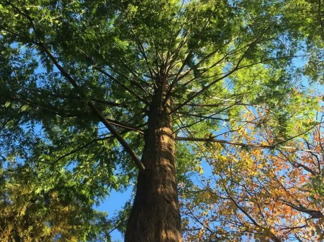 TREE LESSONS_featured_image