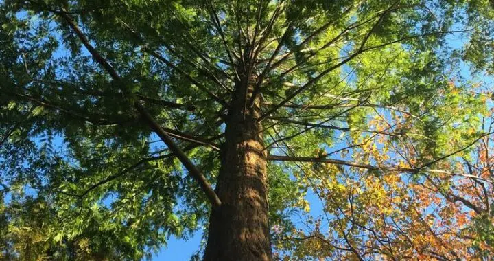 Tree Lessons 283353600 7759892364028536 2881455381564939493 N