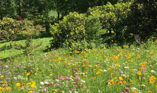 GARDEN VIEW IN SUMMER . . . ._featured_image
