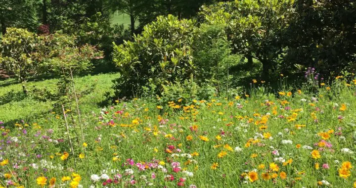 Garden View In Summer . . . . 291135167 7973359956015108 8427079670512407372 N