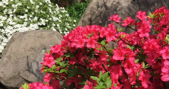 Dreamscapes . . . 293233786 7999709253380178 8864920286639886298 N