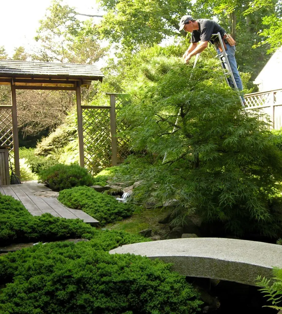 A Person Stands On A Ladder, Trimming A Tree In A Well-Maintained Garden. The Garden Features Lush Greenery, A Wooden Path, Lattice Structures, And A Small Stone Bridge. Sunlight Filters Through The Trees, Creating A Serene Atmosphere.