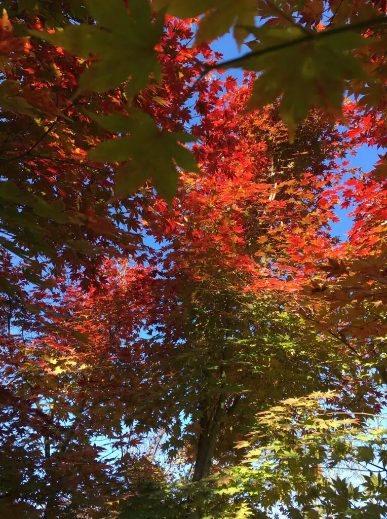 Autumn Delight . . . 2 Autumn Delight . . . 300381779 8197410810276687 4331065464180275994 N