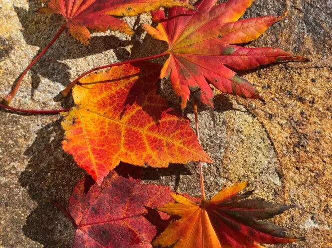 AUTUMN DELIGHT . . ._featured_image