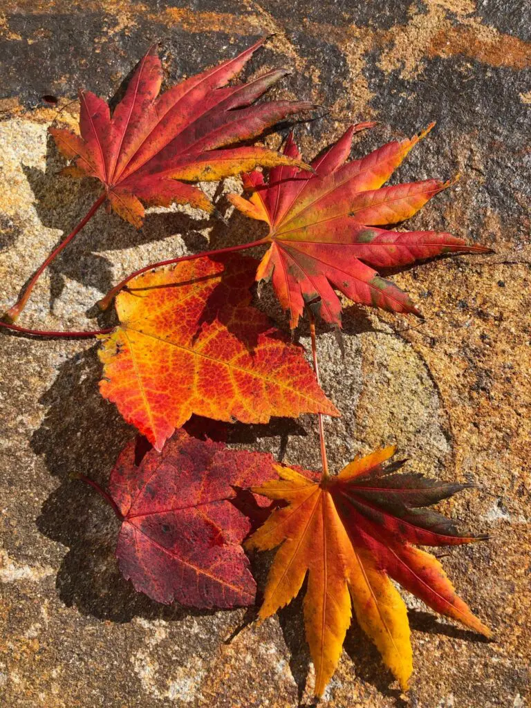 Autumn Delight . . . 1 Autumn Delight . . . 300499964 8197411440276624 6579443694588692860 N