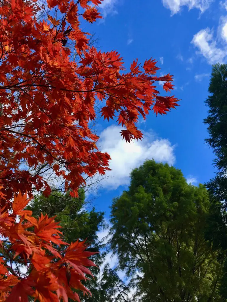 Autumn Delight . . . 3 Autumn Delight . . . 300658194 8197411186943316 5241255930037055298 N