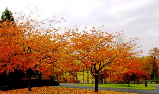 GRACE GIFTS IN NOVEMBER_featured_image
