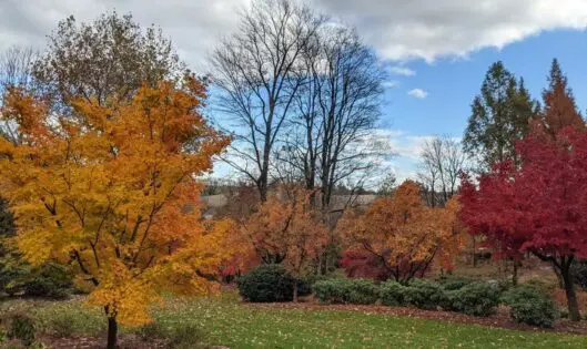LATE AUTUMN ~ A TRIBUTE_featured_image