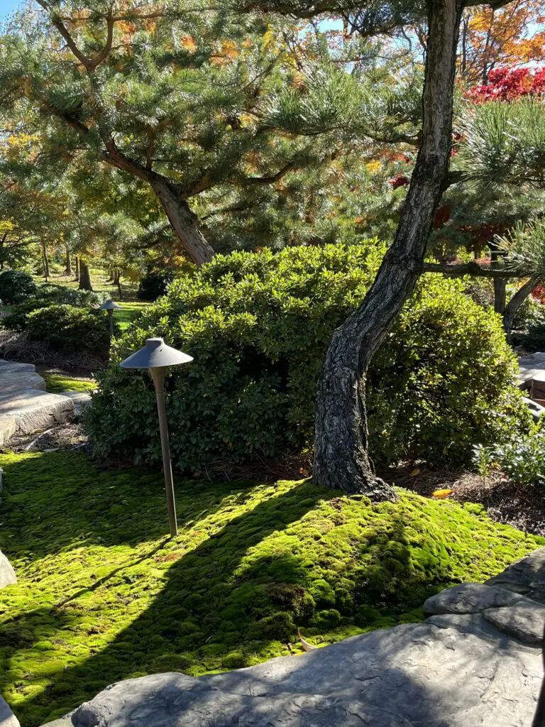 Adding Color To Your Garden--Even In Winter! 1 Adding Color To Your Garden--Even In Winter! 319345498 870160197460304 3853915632328564473 N