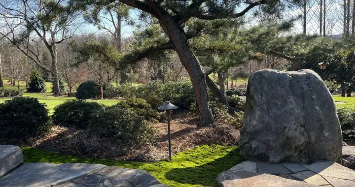 Adding Color To Your Garden--Even In Winter! 320712829 912593193236103 3653418215445673808 N