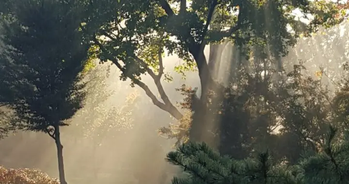 In Memory Of Martin Luther King 325939724 1212542759698631 577339130556506063 N