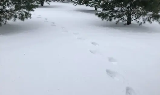 WALKING ON SNOW_featured_image