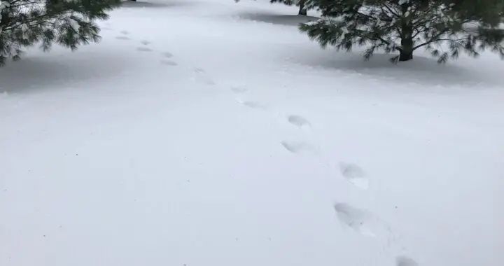 Walking On Snow 16 Walking On Snow 320672315 543870997374797 3839822010671403954 N