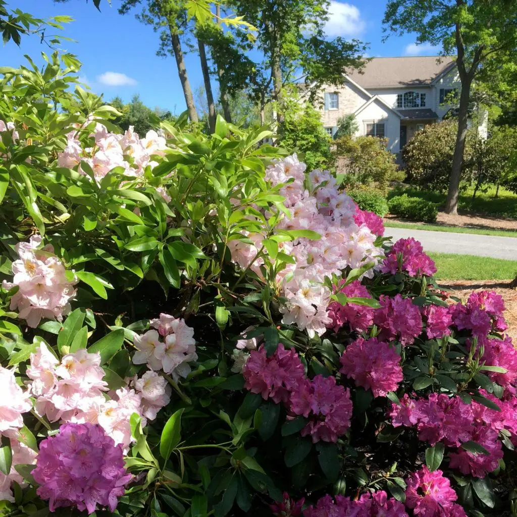 Garden Views In Spring 2 Garden Views In Spring 325670637 807949243994786 3384156771967271885 N