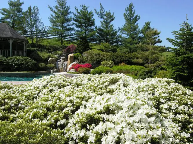 GARDEN VIEWS IN SPRING_featured_image