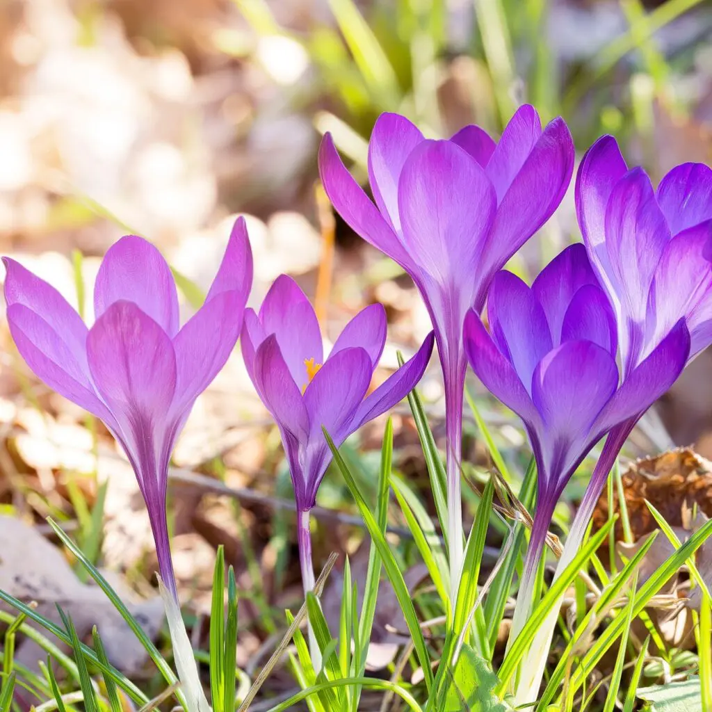 Springtime'S Coming! 1 Springtime'S Coming! 330374974 917885719627582 1689988474906607942 N