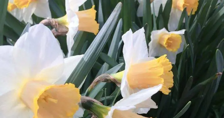 Springtime'S Coming! 2 Springtime'S Coming! 334792132 1487734461756195 6905414821795762128 N