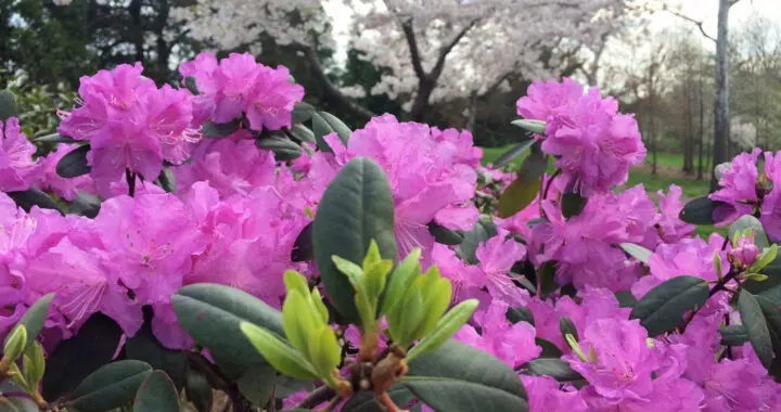 Springtime In The Secret Garden 2 Springtime In The Secret Garden 335616078 886288125970255 4515619690950676162 N