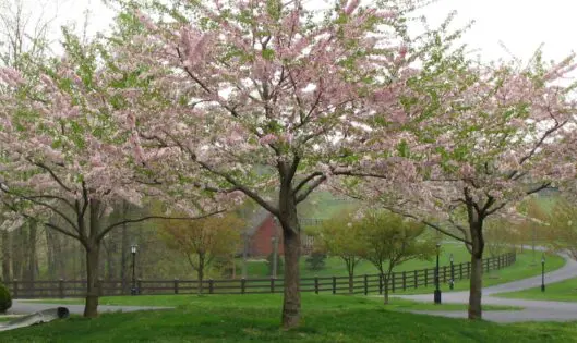 THE LURE OF APRIL DAYS_featured_image
