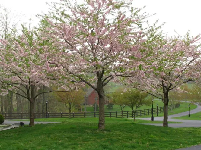 THE LURE OF APRIL DAYS_featured_image