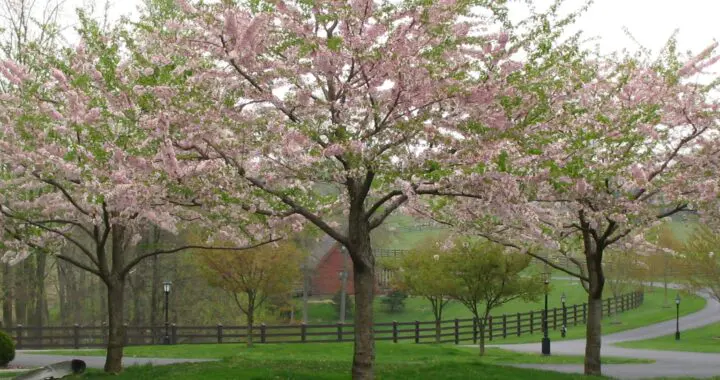 The Lure Of April Days 5 The Lure Of April Days 337524071 707768904433733 5959388464556236706 N