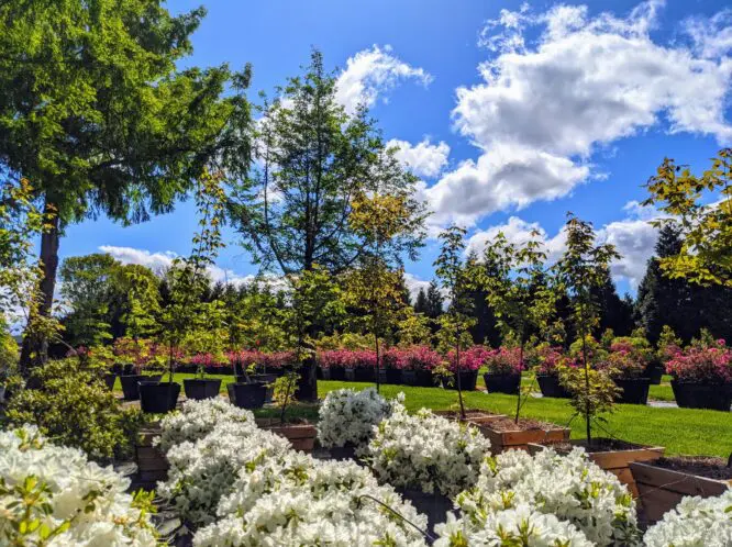 SPRING UNLOCKS THE FLOWERS…_featured_image